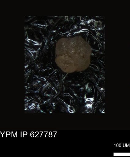 undet. Foraminiferida