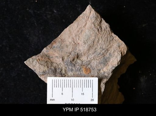 undet. Asaphidae