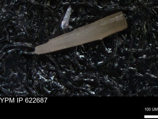 undet. Echinoidea