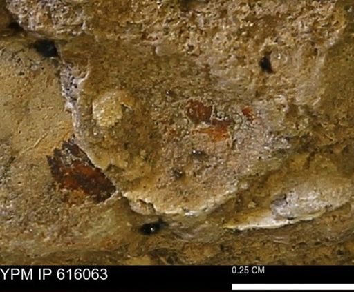 undet. Bivalvia