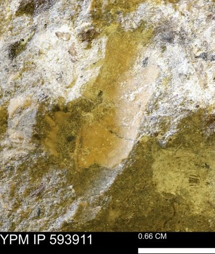 undet. Mollusca