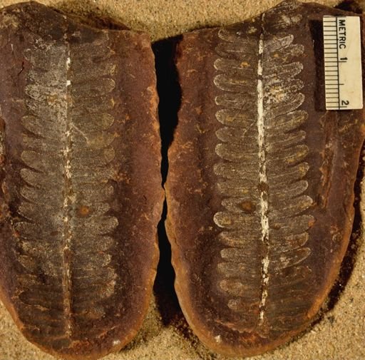Pecopteris