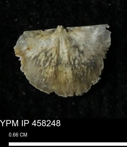 Chonetes mucronatus