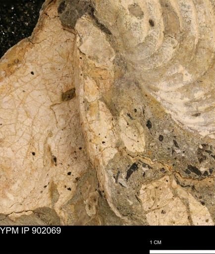 undet. Inoceramidae
