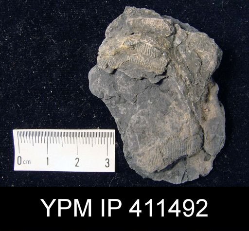 Linoproductus?
