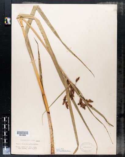 Scirpus fluviatilis