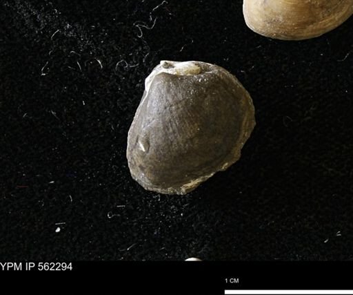 Limopsis striatopunctatus