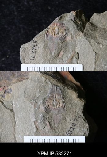 Eoconularia?