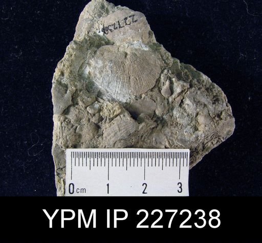 Dalmanella elegantula