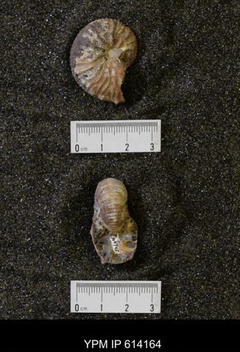Acanthoscaphites nodosus
