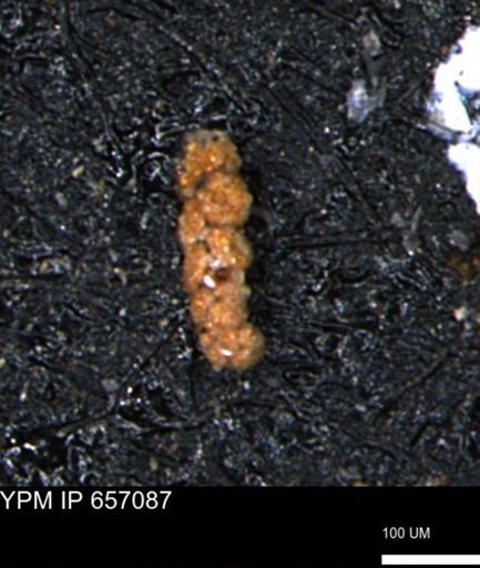 Ammobaculoides phaulus