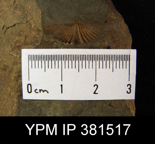 Mucrospirifer sp.