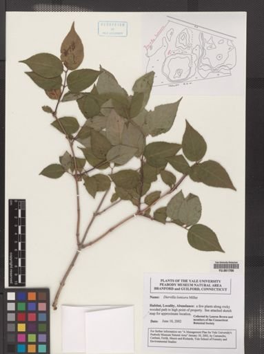 Diervilla lonicera