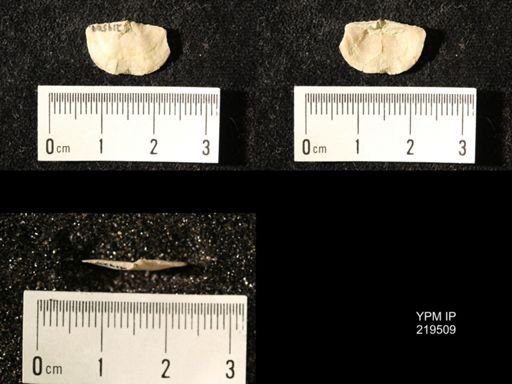 Chonetes granulifer