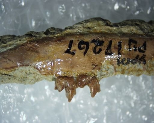 Palaeictops sp.