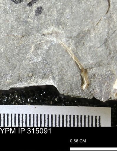 undet. Scaphitidae
