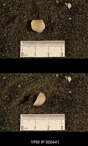 Enteletes plummeri