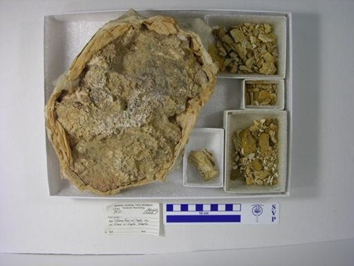 undet. Gnathostomata