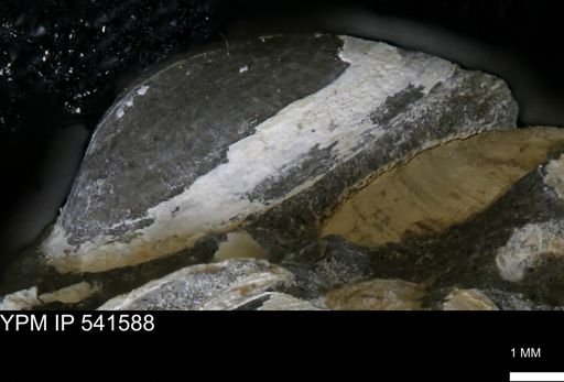 Limopsis striatopunctatus