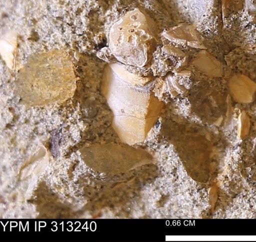 Corbicula sp.