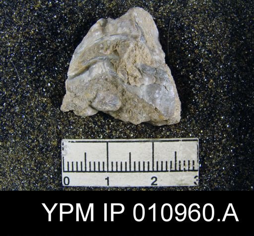 Meekella irregularis texana