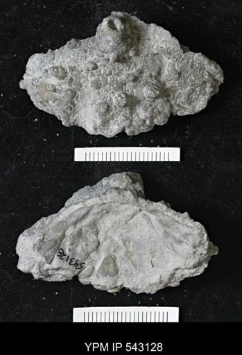 Megistocrinus sp.