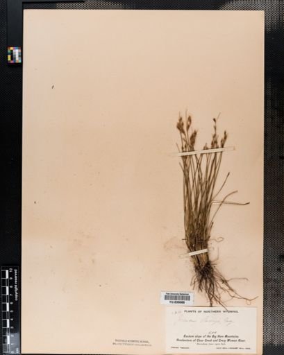 Juncus