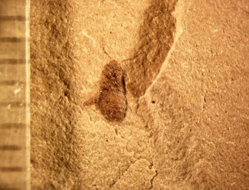 undet. Heteroptera