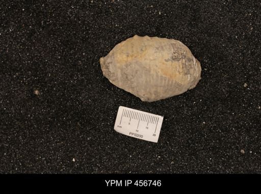 Scaphites ventricosus stantoni