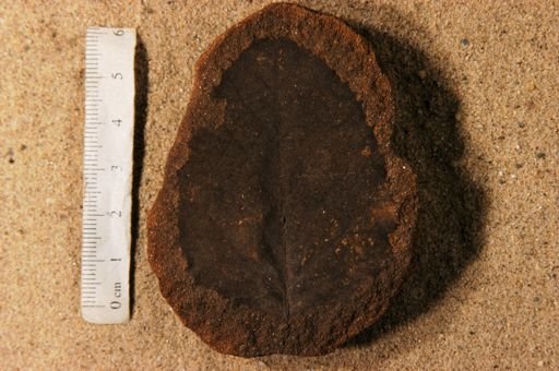 Betulites westii latifolia