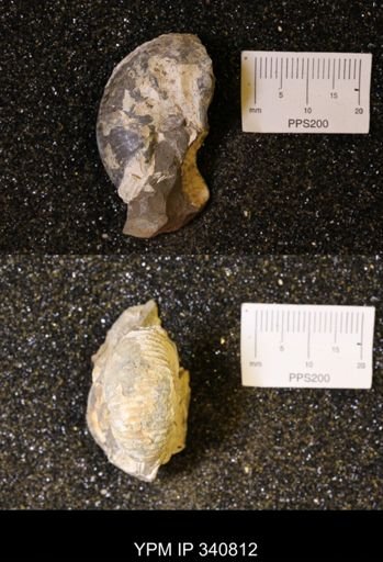Scaphites sp.