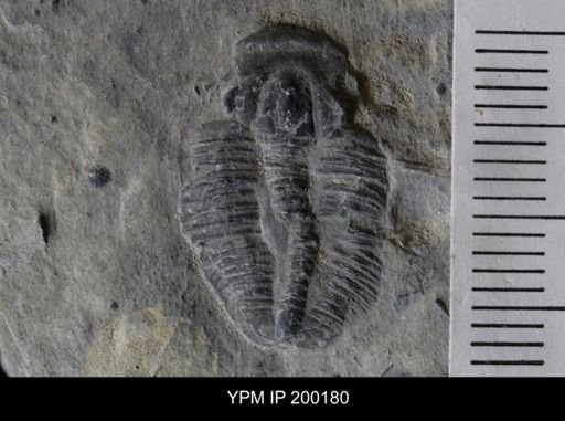 Elrathia kingi