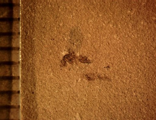 undet. Diptera