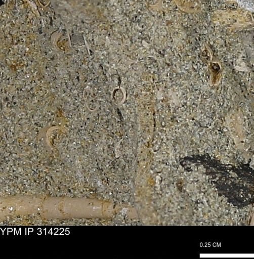 undet. Scaphopoda