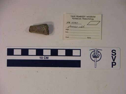 Pterodactylidae