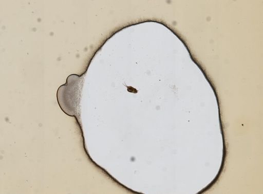 Dicranophorus hercules