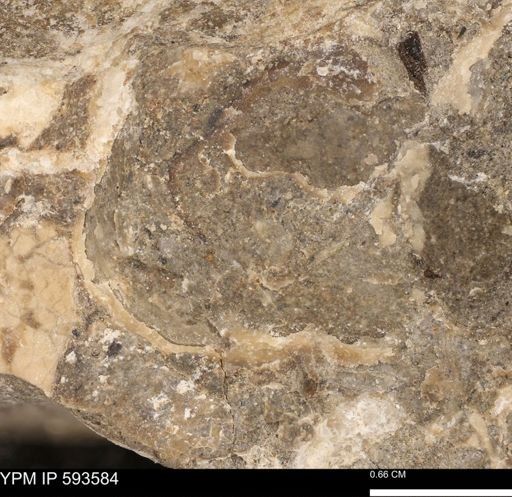 undet. Mollusca