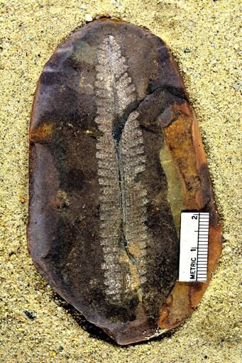 Pecopteris