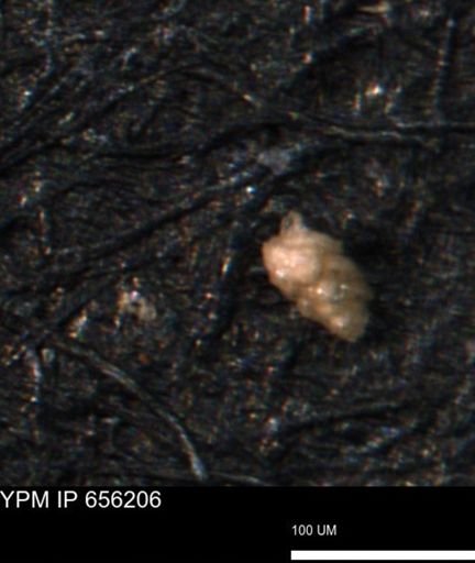 Verneuilina canadensis