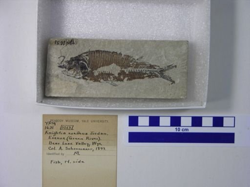 Knightia eocaena