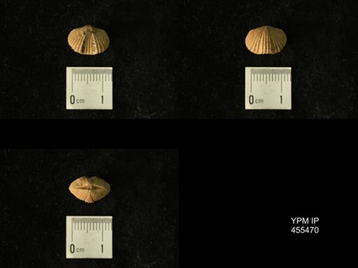 Platystrophia sp.