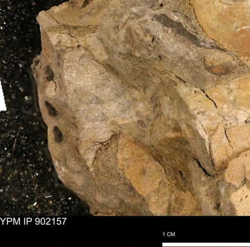 undet. Inoceramidae