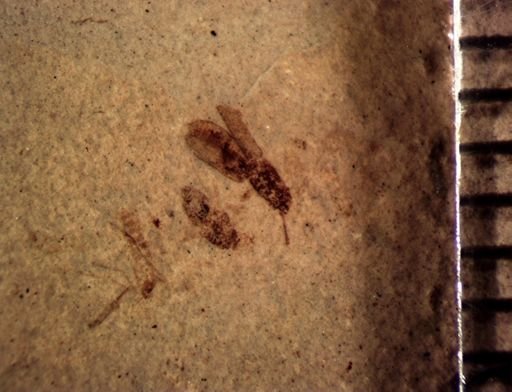 undet. Coleoptera