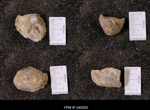 Ostrea soleniscus