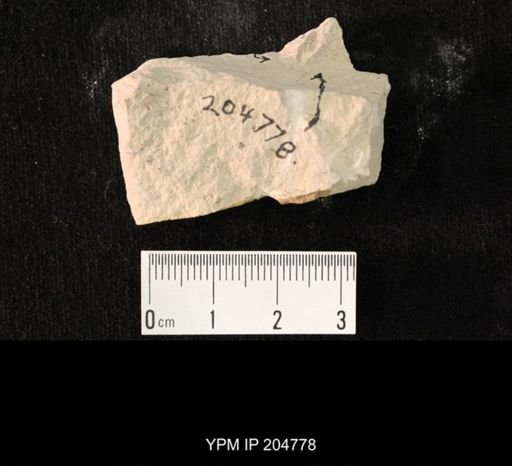 undet. Hexapoda