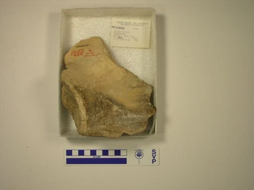 Mylodon harlani