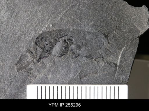 Eurypterida