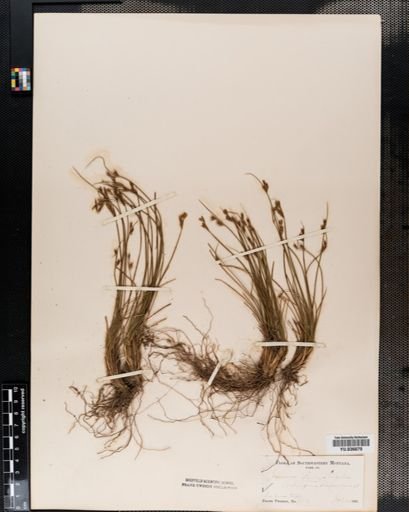 Juncus