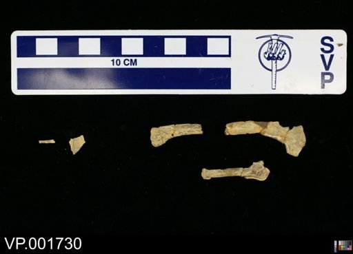 Ichthyornis dispar