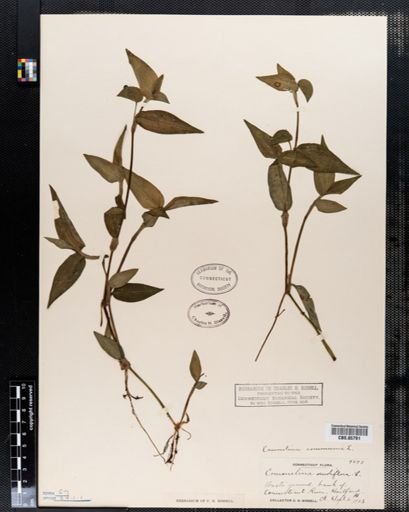 Commelina communis